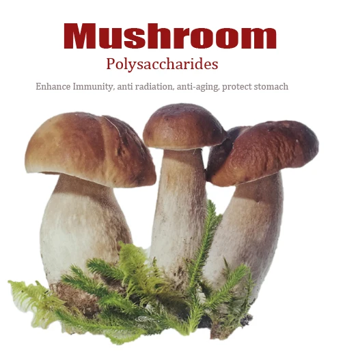 Shiitake Mushroom Extract 10-50% Polysaccharide Shiitake Mushroom Extract Lentinan Powder
